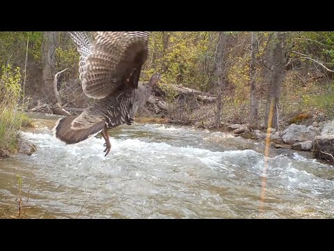 Trail Camera - More Creek Clips