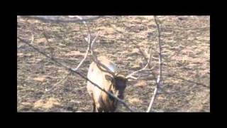 Jared "69" Allen Spears an Elk, Relentless Pursuit