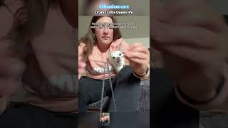 Chihuahua core | the little drama queen#dog#chihuahua #chihuahuastiktok #funny#dogsoftiktok