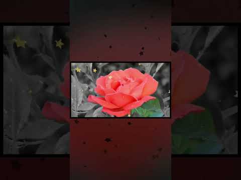Blooming Flower #shorts #shortvideo