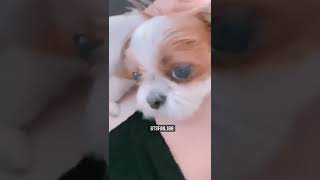 jin is unique so his dog was also also unique 😂