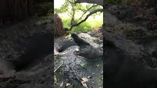 Cocodrilo gigante - CROC SNEAKY SNAKY😳💨