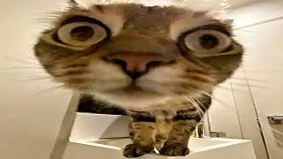you'll get a cat after watching these