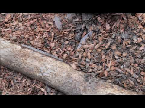 Mice  Kill Trees    Examples of Mouse Damage to Bark