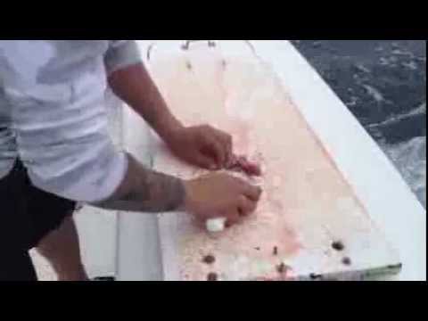 Eating Fresh Tuna Right Off the Fish - GETS NO FRESHER!