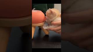 cutie 🥰 #shorts #latesttech #toy #youtube #gadget #lifetech