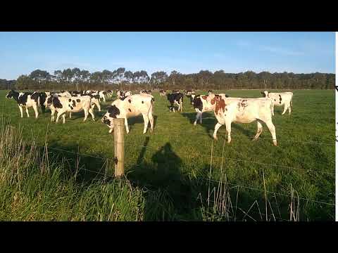 Cows Part 1 "Shot by Android" #short #shorts