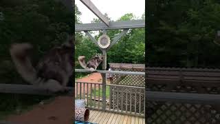 Cute and Majestic MaineCoon Cat | Floof and Zoomies on the Catio | #shorts