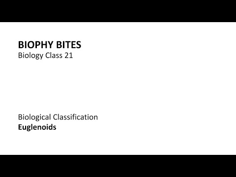 Biology Class 21 - Euglenoids
