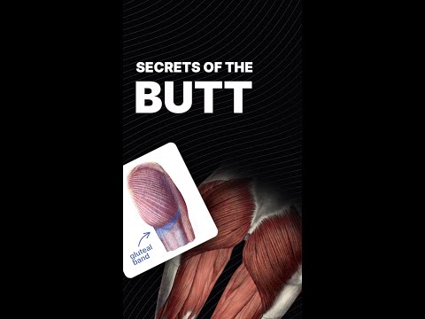 Buttocks - real life and anatomy book difference