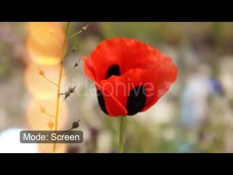 Light Leaks Motion Graphics Animation