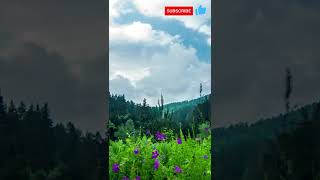 Summer landscape, sounds of nature, birdsong #short