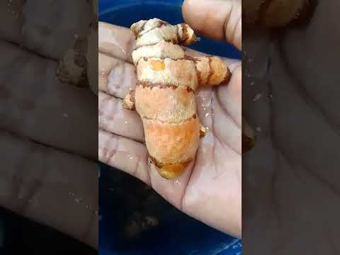organic haldi festival marriage, organic farming,harvesting,#lovemarriagecouplelife #facepack #uptan