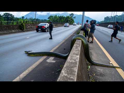 Unprecedented Encounters with Wild Animals Captured on Video