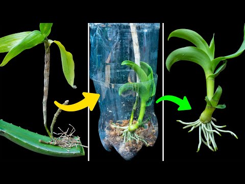 Very few people think this way Orchids grow roots immediately