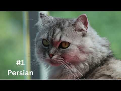 Top 10 Most Loved Cats in the World!| Top 10| cats