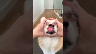 Cordi puppy action #funny #comedy #amazing #trendingshorts#cutepuppy #cutethings #cutestuff #cutesy