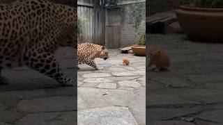 Created with AI：Leopard storms the yard to bully a kitten—BIG orange tabby charges in #cat #lion