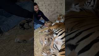 Tiger with cubs #MashaAllah #faiziwildlifefarm #savewildlife #savethetigers #tigercub