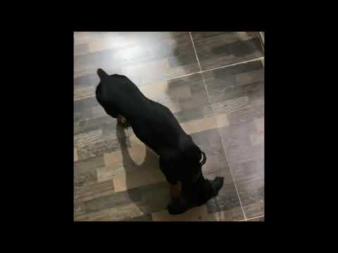 Doberman basic commands