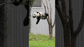I like the way the fourth panda fell down - Pandagram