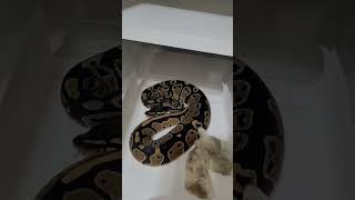 New Super Classic DH 😉👌 #pythonregius #exotics #pet #reptile #animals #ballpython #snake #shorts