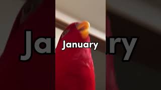 Your Month, Your Pet 1