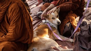 Peace-walking monks’ dog is recovering after surgery