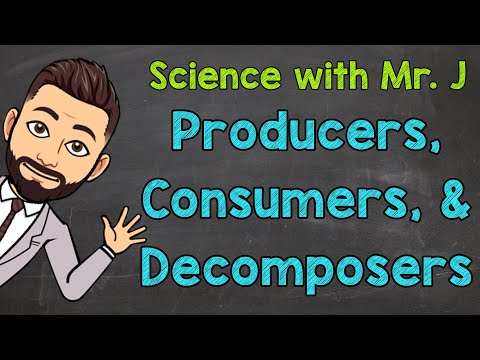 Producers, Consumers, and Decomposers | Ecosystems