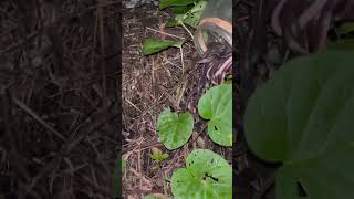 baby cobra released 😍 #snake #cobra #python #reels #short #trending #virel #trend #shortvideo #short