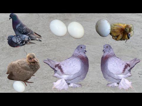 pigeon growth video || pigeon growth 1 day to 35 day || kabutoon key board ho key video