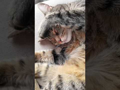 CAT FUNNY VIDEO😍😘🐈🐾 | Crazy Cat | #shorts #cat #funny #viral #catlover