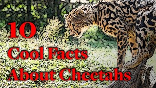 10 Cool Facts About Cheetahs #cheetah #cheetahs