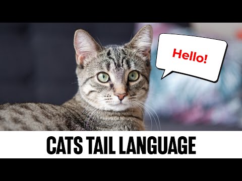 UNLOCKING Cat Tail Language🙀: A Fascinating Secret!