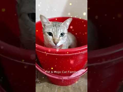 Caramel chilling in a bucket 🪣😂🥰😍  #cuteanimals #funny #bucket #adorable #trendingshorts