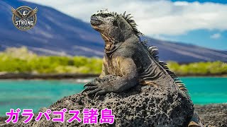ガラパゴス諸島｜ユニークな野生の世界 - 動物ドキュメンタリー #動物ドキュメンタリー #自然ドキュメンタリー