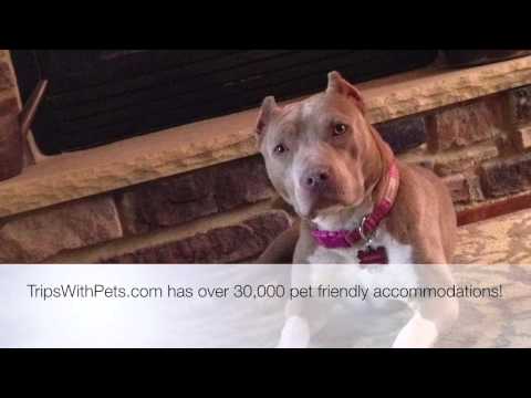 Pet Friendly Hotels Atlanta, Georgia