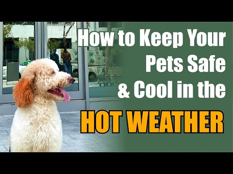 How to Keep Your Pets Safe & Cool in Hot Weather | Dubai Hills Vet Clinic