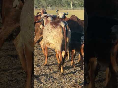 Another baby is on the way:) how much longer do you think?! #gyrcows #gircow #pregnantcow #farming
