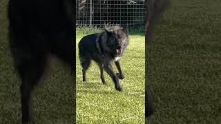 Aggressive Wolf Dog in this world 🥵🔥 #shorts #wolf #dog #dogs #reels