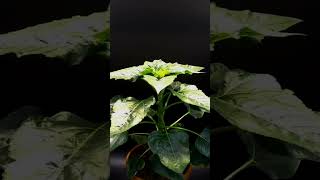 Garden Plus(UGC)X Monkey Studios| Brand Communication | Reels, Shorts, Films, Ads, Digital Marketing