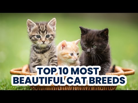 Top 10 Most Beautiful Cat Breeds