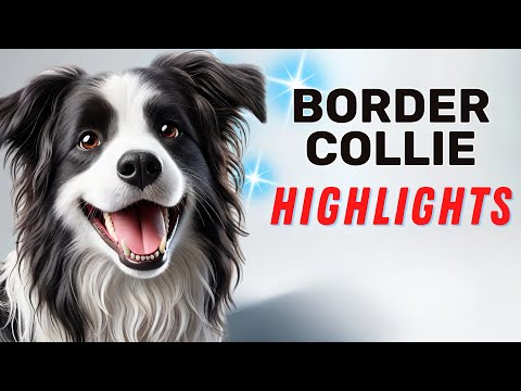 Border Collie Highlights