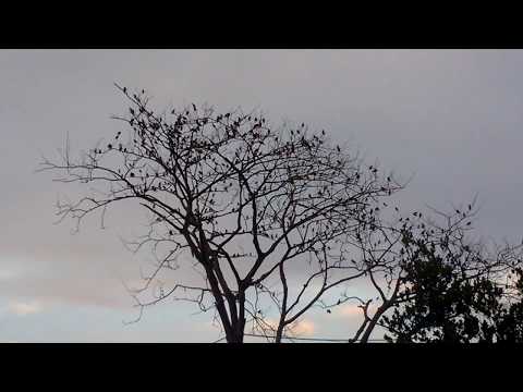 "Birds Flock Out from a Tree in Slow Motion | Nature's Beauty"