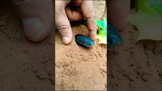 desert black snake trap in to the fingers । #birds #shorts #snake