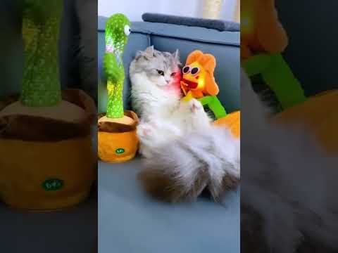 cute cats🎬✨#SnappyWorld#Shorts#Kittens #CuteCats #FunnyKittens#Cat#Meow#meo#viral #funny#cute #pets