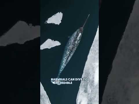 Unicorns Are Real! Discover the Majestic Narwhal