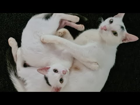 Cute cats 🐈 😻 mother and daughter ❤️ #cutecat #catlover  #momanddaughter #adorable adora