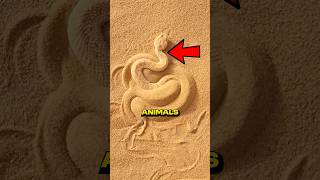 These Animals Are Camouflage Kings!🤯😱 #facts #animals #viralvideo #shorts