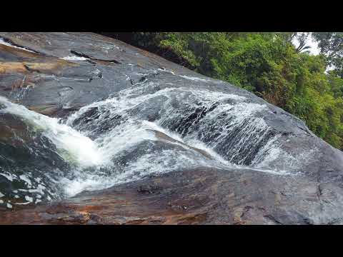 A FAN OF NATURE Live Stream